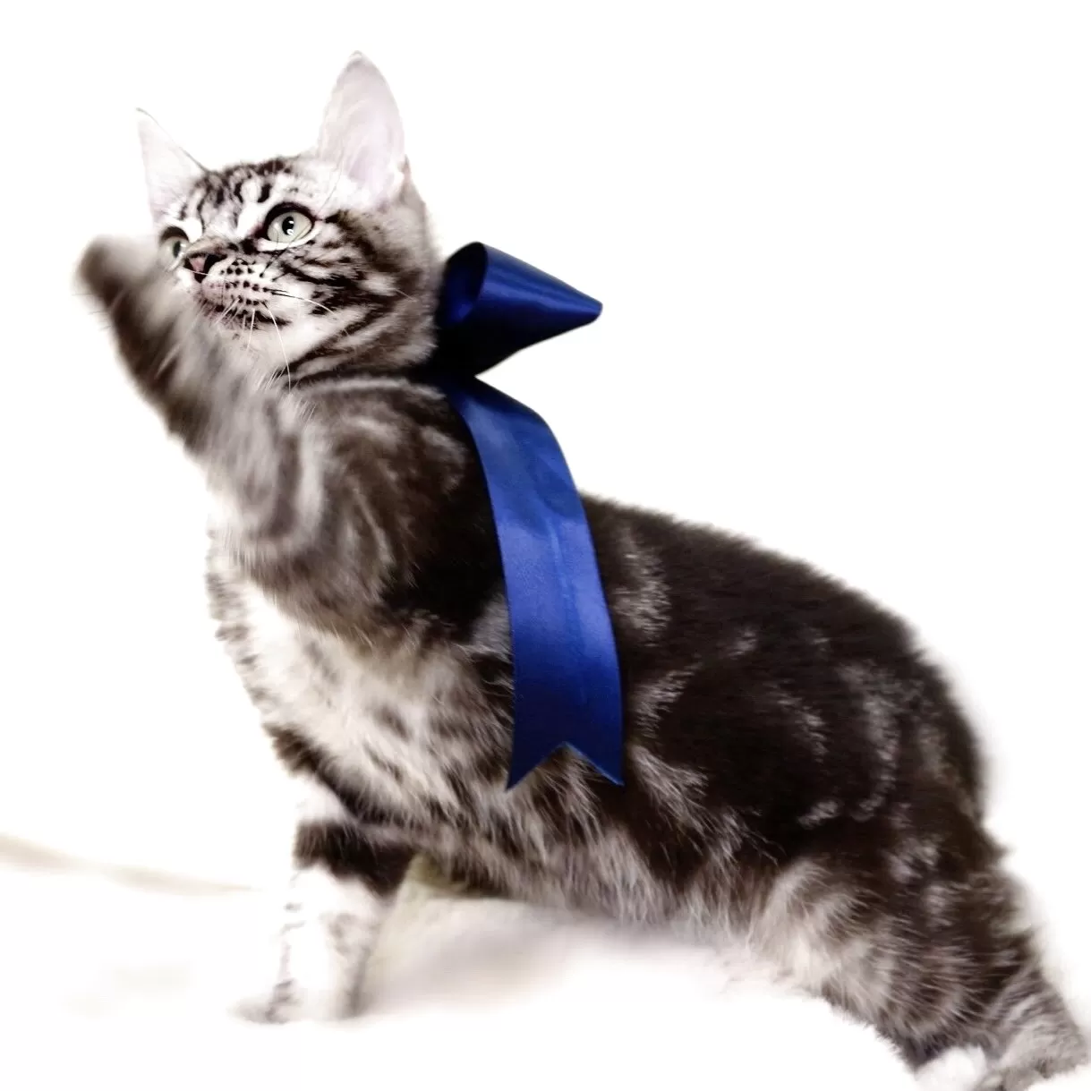 マンチカン(長足)【栃木県・男の子・2025年6月25日・シルバータビー