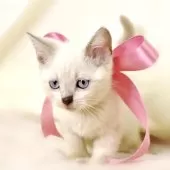 マンチカン(長足)【栃木県・女の子・2025年8月15日・ブルーポイント】の写真10