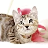 マンチカン(短足)【栃木県・女の子・2025年7月11日・シルバーパッチドタビー】の写真3