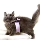 マンチカン(長足)【栃木県・男の子・2025年7月18日・ブルー】の写真4