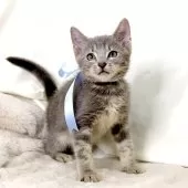 マンチカン(長足)【栃木県・男の子・2025年3月28日・シルバータビー】の写真5