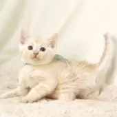 マンチカン(長足)【栃木県・男の子・2025年1月25日・クリームタビー】の写真8