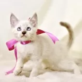 マンチカン(長足)【栃木県・女の子・2025年8月15日・ブルーポイント】の写真2