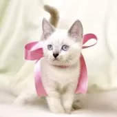 マンチカン(長足)【栃木県・女の子・2025年8月15日・ブルーポイント】の写真3