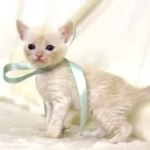 マンチカン(長足)【栃木県・男の子・2025年11月3日・クリームタビー】の写真8