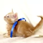 マンチカン(短足)【栃木県・男の子・2025年11月3日・レッドタビー】の写真8