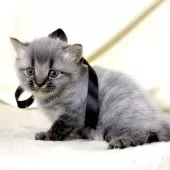 マンチカン(長足)【栃木県・男の子・2025年11月5日・ブラックスモーク】の写真10