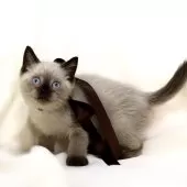 マンチカン(長足)【栃木県・女の子・2024年11月1日・シールポイント】の写真4