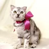 ジェネッタ【栃木県・女の子・2025年6月5日・シルバーパッチドタビー】の写真10