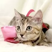 マンチカン(短足)【栃木県・女の子・2025年7月11日・シルバーパッチドタビー】の写真5