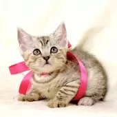 ジェネッタ【栃木県・女の子・2025年10月10日・シルバーパッチドスポテッドタビー】の写真6