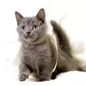 マンチカン(長足)【栃木県・男の子・2025年9月1日・ブルー】の写真9