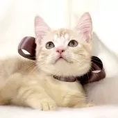 マンチカン(短足)【栃木県・男の子・2025年8月1日・クリームタビー】の写真9