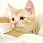 マンチカン(短足)【栃木県・男の子・2025年8月1日・クリームタビー】の写真6