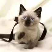 マンチカン(長足)【栃木県・女の子・2024年11月1日・シールポイント】の写真3