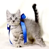 ジェネッタ【栃木県・男の子・2025年8月14日・シルバースポテッドタビー】の写真4