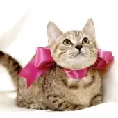 ジェネッタ【栃木県・女の子・2025年8月18日・ブラウンパッチドスポテッドタビー】の写真9