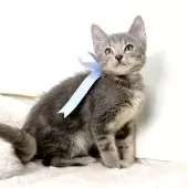 マンチカン(長足)【栃木県・男の子・2025年3月28日・シルバータビー】の写真9