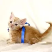 マンチカン(短足)【栃木県・男の子・2025年11月3日・レッドタビー】の写真10