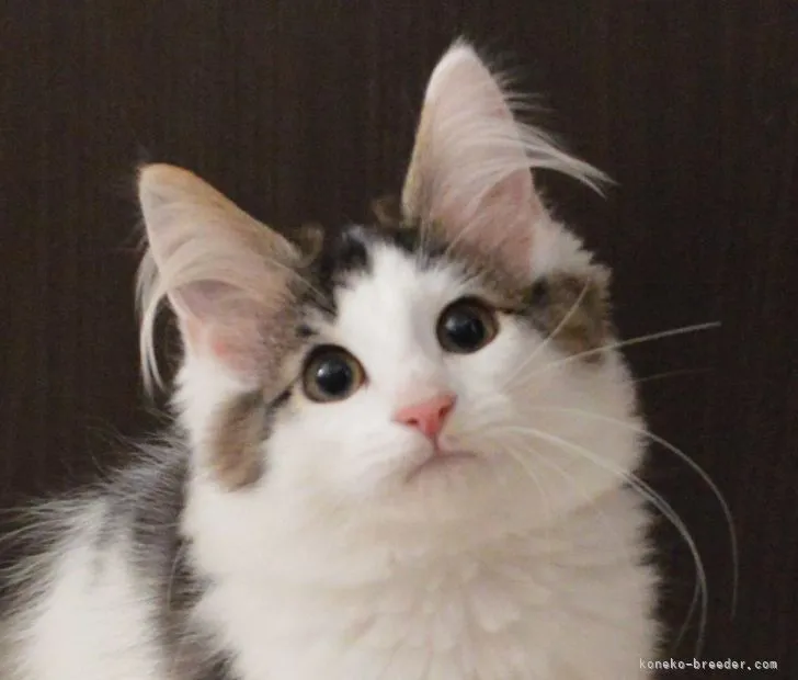 ID：2204-01817の子猫