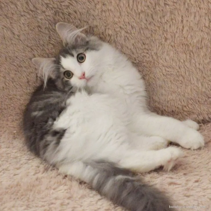 ID：2301-01337の子猫