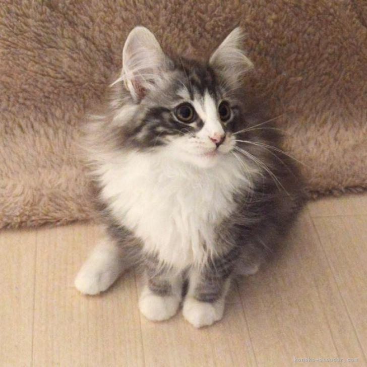 ひーたんページ【北欧フォレスト☆お月見猫ちゃん】【エッフェル塔猫ちゃん】 京都市 西京区 ノルウェージャンフォレストキャットちゃん