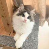 ノルウェージャンフォレストキャット