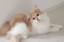 ノルウェージャンフォレストキャット【東京都・男の子・2019年2月10日・クリーム&ホワイト】の写真2