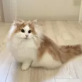 ノルウェージャンフォレストキャット【東京都・男の子・2025年5月20日・レッドタビー アンド ホワイト】の写真8