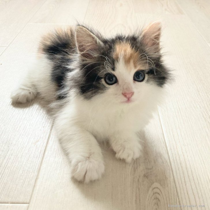 【1991年　ノルウェージャンフォレストキャット】 ファイル:JJF- Norwegian Forest Cat in the snow.jpg - Wikipedia
