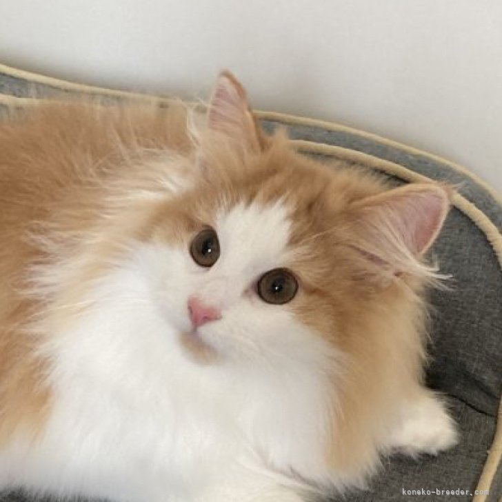 ブリーダー画像