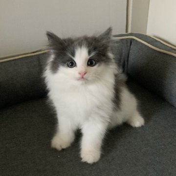 ノルウェージャンフォレストキャット【東京都・男の子・2025年8月28日・ブルータビー アンド ホワイト】の写真「ほんわかした性格です。」