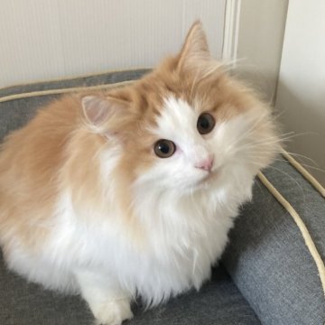 ノルウェージャンフォレストキャット【東京都・男の子・2025年5月20日・レッドタビー アンド ホワイト】の写真「おっとりした性格の甘えたさんです」