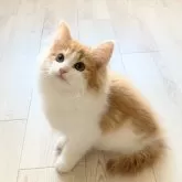 ノルウェージャンフォレストキャット