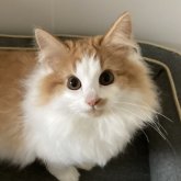 ノルウェージャンフォレストキャット