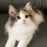 ノルウェージャンフォレストキャット