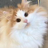 ノルウェージャンフォレストキャット