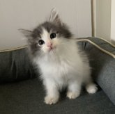 ノルウェージャンフォレストキャット