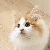 ノルウェージャンフォレストキャット