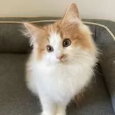 ノルウェージャンフォレストキャット