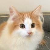 ノルウェージャンフォレストキャット