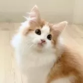 ノルウェージャンフォレストキャット