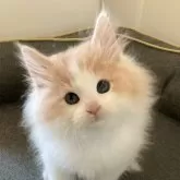 ノルウェージャンフォレストキャット