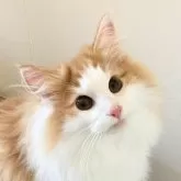 ノルウェージャンフォレストキャット