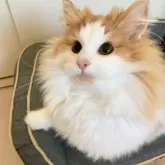 ノルウェージャンフォレストキャット【東京都・男の子・2025年5月20日・レッドタビー アンド ホワイト】の写真3