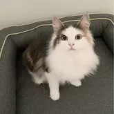 ノルウェージャンフォレストキャット【東京都・女の子・2024年10月20日・ダイリュートキャリコ】の写真3