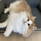 ノルウェージャンフォレストキャット【東京都・男の子・2025年5月20日・レッドタビー アンド ホワイト】の写真7