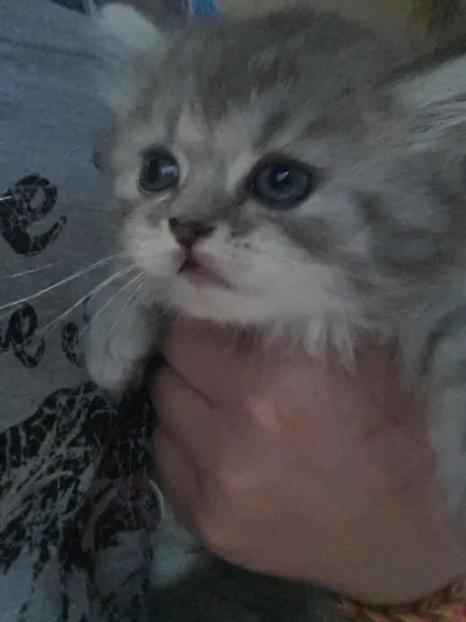 ID：1506-00228の子猫