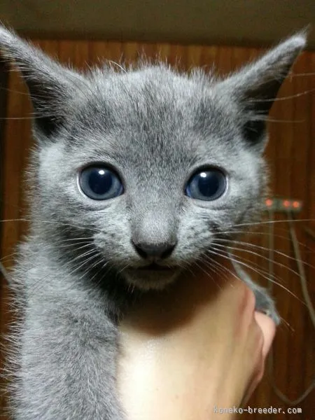 ID:1511-00271の子猫