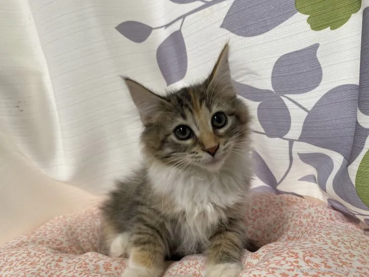 ID：2009-01959の子猫